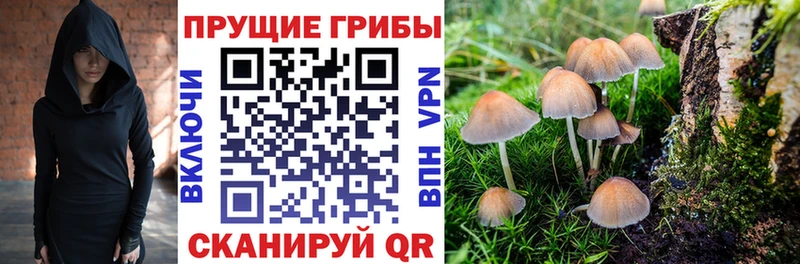 Псилоцибиновые грибы Psilocybine cubensis  Жигулёвск 